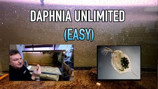 How I Raise Daphnia Water Fleas And You Can Too [upl. by Kelila234]