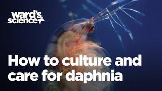 Caring and Culturing for Daphnia [upl. by Htidra246]