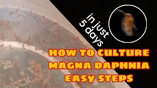 How to Culture Magna Daphnia Easily [upl. by Eneleahs644]