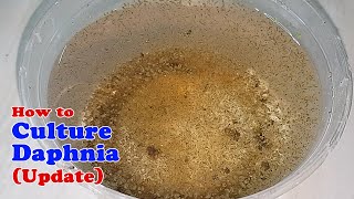 How to Culture Daphnia Update with ZERO Cost  Unlimited Live Food for Our Fish [upl. by Arakal638]