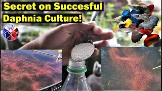 How to Culture Daphnia Successfully [upl. by Vivyan]