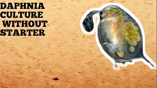 HOW TO CULTURE DAPHNIA NATURALLY WITHOUT A STARTER [upl. by Demetrius538]