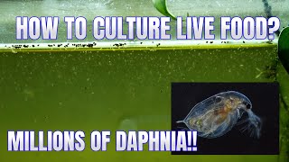 How to Culture Daphnia Secret Method to Breed MILLIONS  Simply Aquatic [upl. by Armilla]