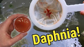 How I Culture Daphnia In Outdoor Tubs [upl. by Oswin]