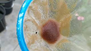 How to culture daphnia moina in a small container Part 1 English Subtitle [upl. by Akaya]