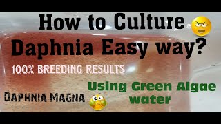 Daphnia MagnaHow to Culture Daphnia Easy wayCulturing Daphnia using Green water Daphnia [upl. by Anen]