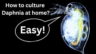 BEST Live Fish Food Beginner guide How to Culture Daphnia at home [upl. by Aisaim330]