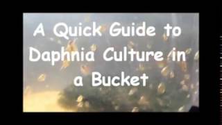 How to culture daphnia outside [upl. by Bridie]