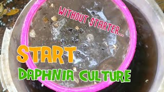 How to culture daphnia moina the easy way 1  Starting the Daphnia culture [upl. by Ticknor]