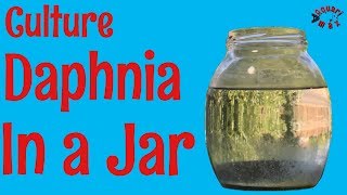 How to Culture Daphnia in a Jar [upl. by Harley]