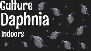 How to Culture Daphnia [upl. by Dekow]