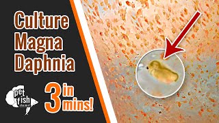 How to culture DAPHNIA MAGNA  The easy way [upl. by Ailev]