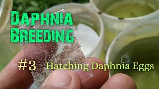 Daphnia Culture made simple and easy 3  Hatching Daphnia eggs [upl. by Mik890]