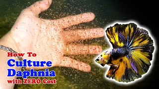 How to Culture Daphnia with ZERO Cost  Unlimited Live Food For Our Fish [upl. by Zia]