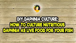 DIY Daphnia Culture How to Culture Nutritious Daphnia as Live Food for Your Fish [upl. by Forbes127]