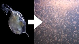 How I Culture Daphnia [upl. by Channing]