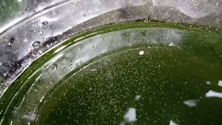 DAPHNIA MOINA CULTURE IN A SMALL BUCKET [upl. by Kelsy814]