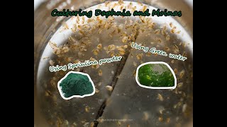 How To Culture Daphnia and Moinas using Green Water Spirulina powder [upl. by Moscow]