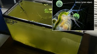 Raising Daphnia for the Freshwater Aquarium [upl. by Chiou]