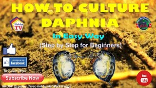 HOW TO CULTURE DAPHNIA In Easy Way [upl. by Suoilenroc634]